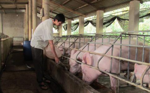 Giá heo hơi 31/7: Miền Bắc tăng giá, miền Trung giảm nhẹ, miền Nam chững lại