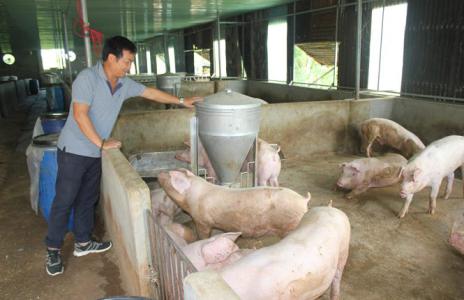 Giá heo hơi 2/8: Miền Bắc tiếp tục tăng, miền Nam ảm đạm