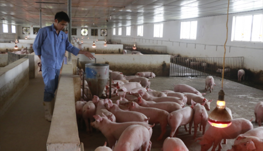 Giá heo hơi 9/8: Miền Bắc tiếp tục đi lên, miền Nam khởi sắc