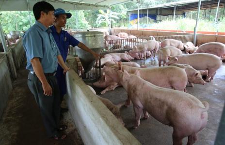 Giá heo hơi 10/8: Miền Bắc tiếp tục bước vào đợt tăng giá mới