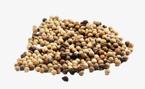 Giá tiêu 12/8: Không có sự thay đổi về giá