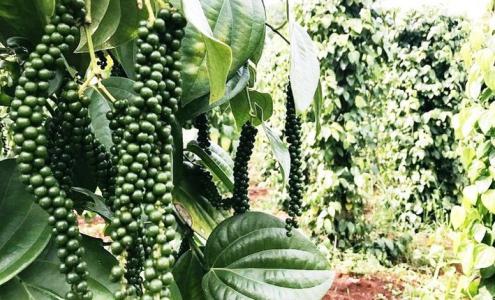 Giá tiêu 15/8: Vẫn tiếp tục chuỗi ngày đi ngang