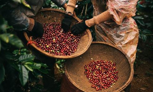 Giá cà phê 16/8: Cà phê nguyên liệu tăng 300 đồng/kg
