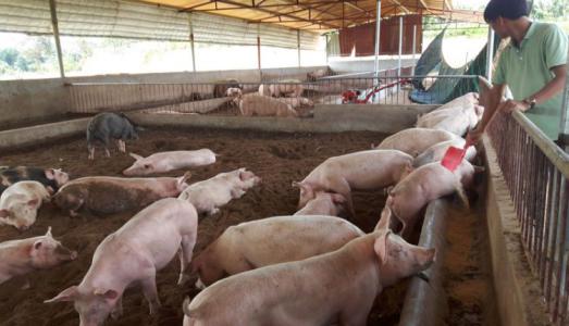 Giá heo hơi 23/8: Miền Bắc tiếp tục ổn định ở mức khá cao