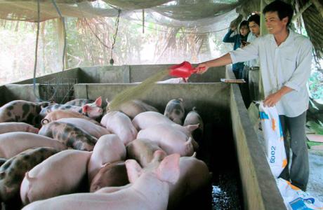 Giá heo hơi 7/9: Miền Bắc ổn định ở mức cao
