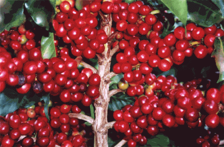 Giá cà phê 11/9: Tăng 500 đồng/kg