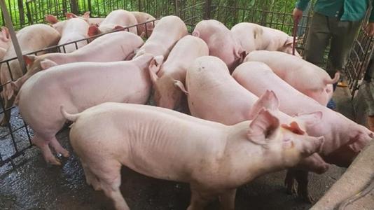 Giá heo hơi 16/9: Miền Trung giảm nhẹ, miền Nam tăng nhẹ