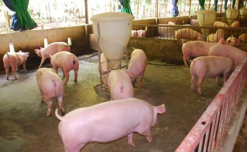 Giá heo hơi 17/9: Miền Bắc giảm giá