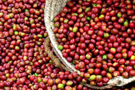 Giá cà phê hôm nay 20/9: Giảm 400 đồng/kg