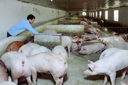 Giá heo hơi 20/9: Miền Bắc và miền Nam bất ngờ lao dốc