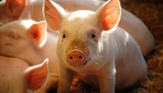 Giá heo hơi 23/9: Miền Bắc ổn định, miền Nam tăng nhẹ