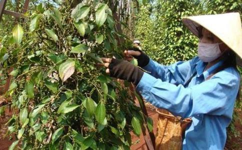 Giá hồ tiêu 27/9: Giá tiêu Đồng Nai giảm 1.500 đồng so với giao dịch trước