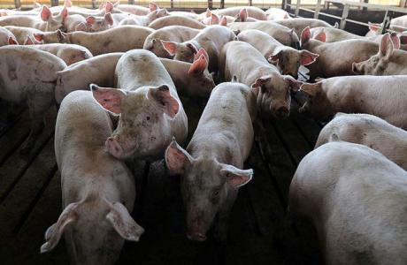 Giá heo hơi hôm nay 30/9: Miền Bắc tăng giá, miền Trung giảm nhẹ