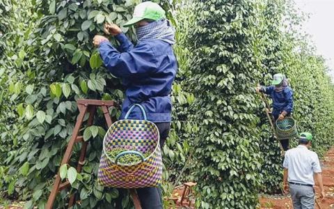 Giá hồ tiêu 30/9: Tăng 500 đồng/kg