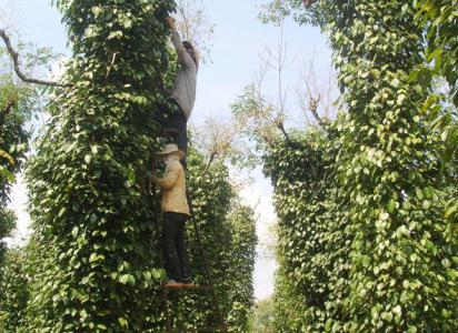 Giá tiêu 2/10: Tăng 500 đồng/kg