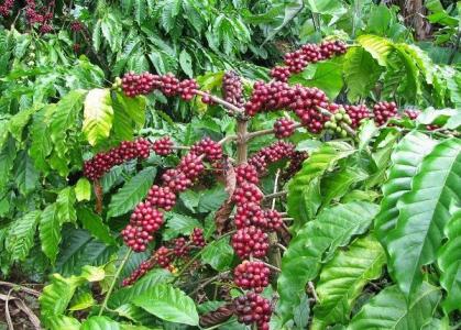 Giá cà phê 10/10: Vẫn tiếp tục đi ngang