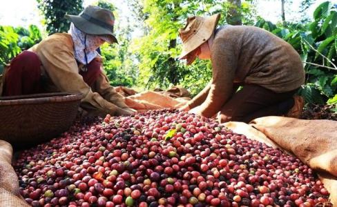 Giá cà phê 11/10: Cà phê nguyên liệu giảm nhẹ 100 đồng/kg