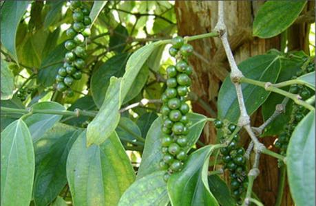 Giá tiêu 11/10: Giá tiêu trong nước có xu hướng giảm