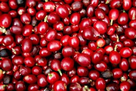 Giá cà phê 16/10: Cà phê nguyên liệu giảm 200 đồng/kg