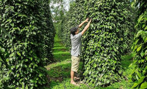 Giá tiêu 4/11: Thị trường tiêu dao động quanh mức 39.000-41.500 đồng/kg