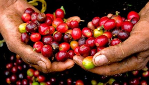 Giá cà phê 11/11: Sẽ còn trì trệ đến cuối năm