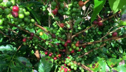 Giá cà phê 12/11: Giảm 200 đồng/kg