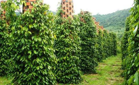 Giá tiêu 22/11: Năng lực chế biến hồ tiêu của Việt Nam cũng được cải tiến