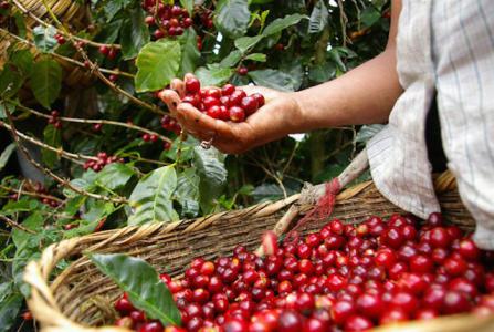 Giá cà phê 25/11: Tiếp tục đi ngang