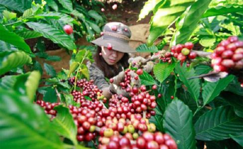 Giá cà phê 27/11: Giảm 1.000 đồng/kg