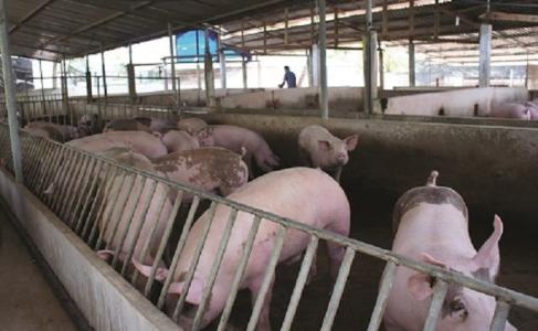 Giá heo hơi 29/11: Miền Trung bất ngờ giảm sâu