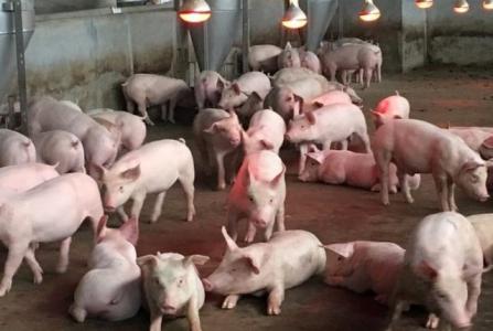 Giá heo hơi 17/12: Cả 3 miền đều tăng mạnh