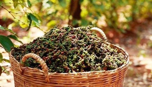 Giá tiêu 3/1: Một số địa phương giảm nhẹ