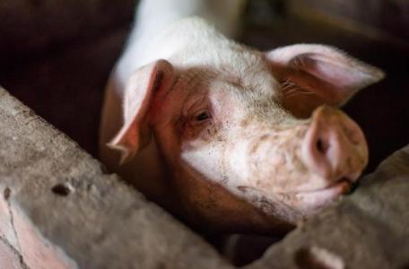Giá heo hơi 3/1: Giảm giá cả ở 3 miền