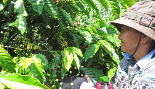 Giá cà phê 9/1: Giảm 200 đồng/kg