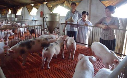 Giá heo hơi 9/1: Miền Bắc tăng nhẹ, miền Nam đi xuống