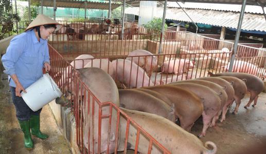 Giá heo hơi 14/1: Miền Nam tăng nhẹ trở lại