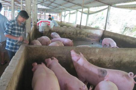 Giá heo hơi 15/1: Cả 3 miền vẫn ở mức cao