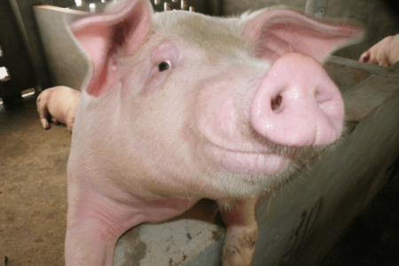 Giá heo hơi 17/1: Miền Trung giảm nhẹ, miền Nam bất ngờ tăng mạnh