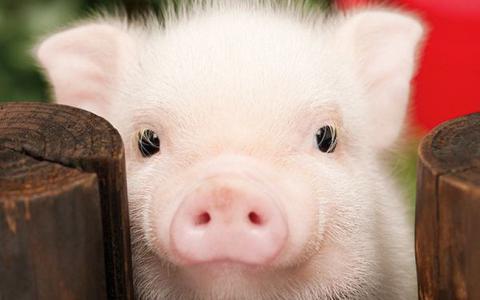 Giá heo hơi 30/1: Miền Bắc tăng giá đồng loạt