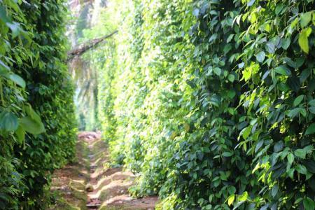 Giá tiêu 11/2: Vẫn duy trì ở mức đi ngang