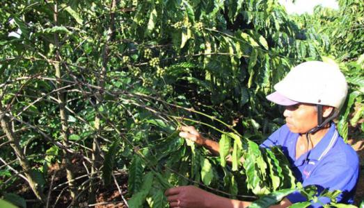 Giá cà phê 13/2: Giảm 200 đồng/kg