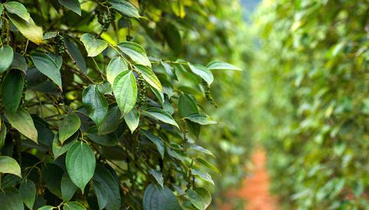 Giá hồ tiêu 27/2: Cả nước đều giữ nguyên mức giá