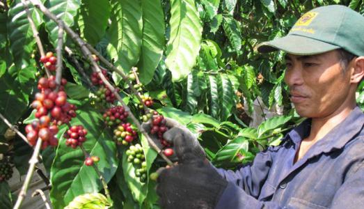 Giá cà phê 27/2: Sẽ tăng nhẹ trong thời gian tới