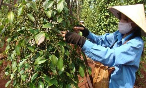 Giá hồ tiêu 5/3: Tăng từ 500 – 1.000 đồng/kg