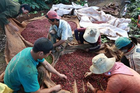 Giá cà phê 6/3: Giảm mạnh 700 đồng/kg