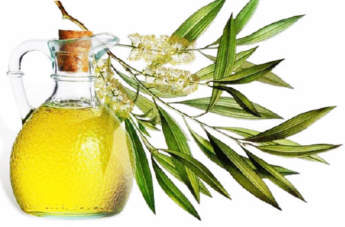 Tinh dầu phòng, chống dịch bệnh viêm đường hô hấp cấp?