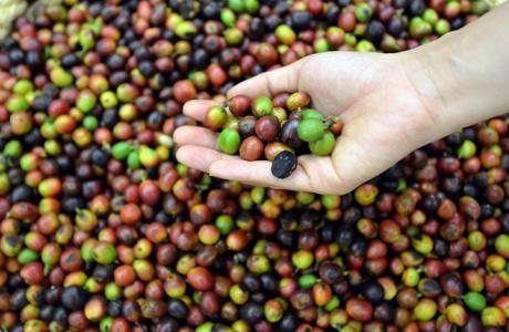 Giá cà phê 16/3: Dự báo sẽ tăng
