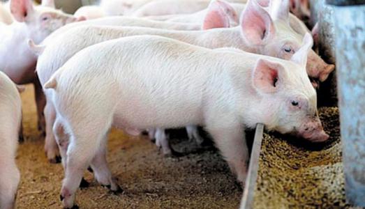 Giá heo hơi 17/3: Miền Bắc và miền Nam giảm sâu