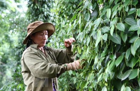 Giá hồ tiêu 21/3: Vẫn trầm lắng trước vụ thu hoạch mới