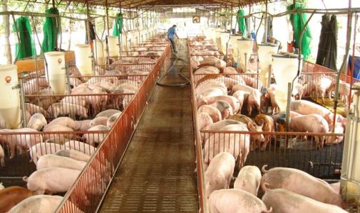 Giá heo hơi 23/3: Vẫn chưa có dấu hiệu hạ nhiệt